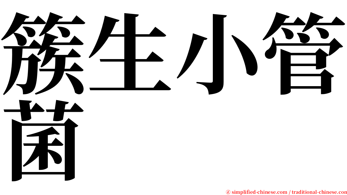 簇生小管菌 serif font