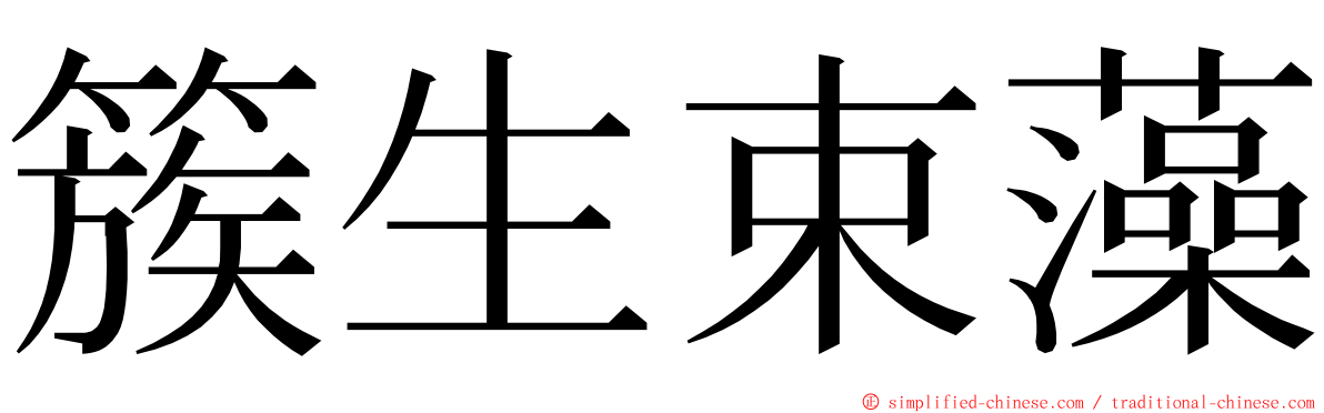 簇生束藻 ming font