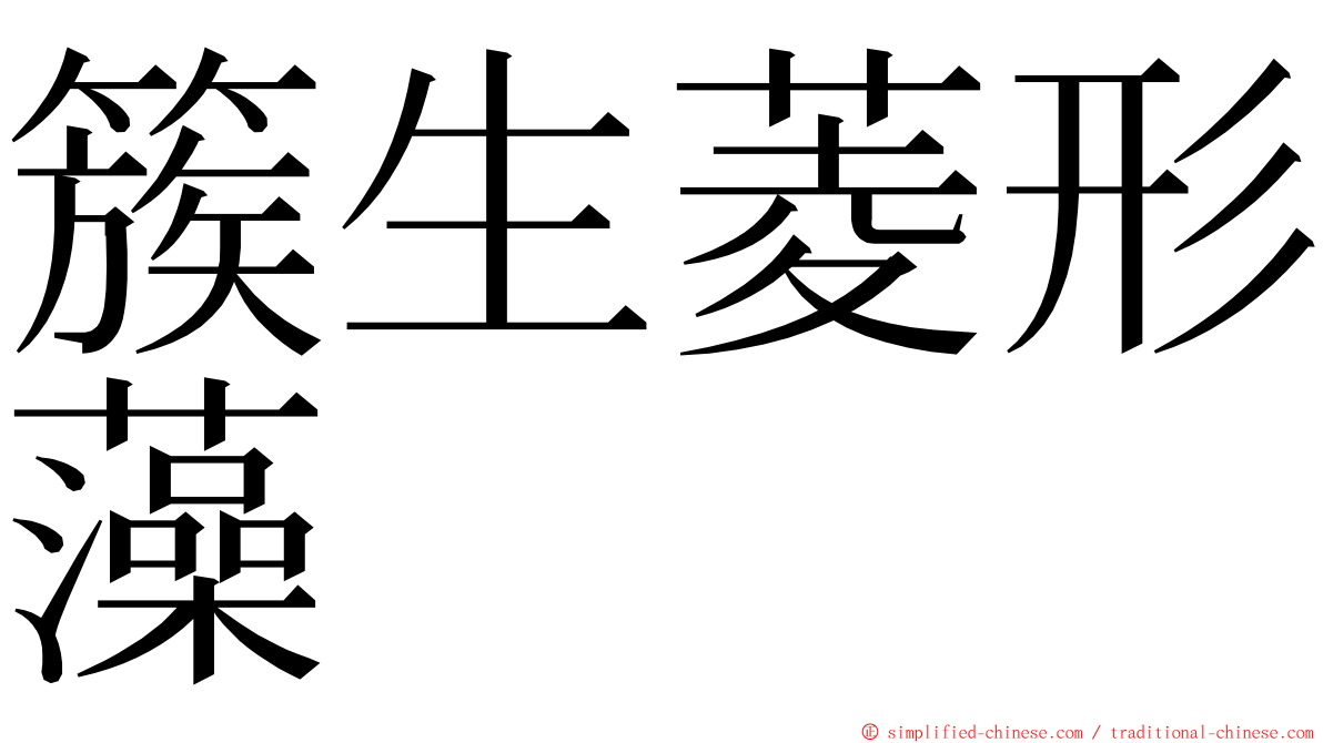 簇生菱形藻 ming font