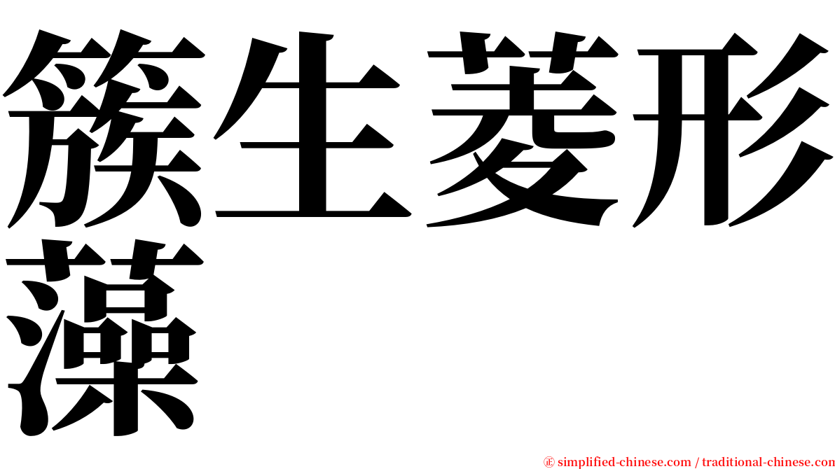 簇生菱形藻 serif font