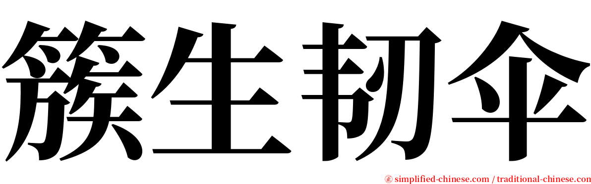 簇生韧伞 serif font