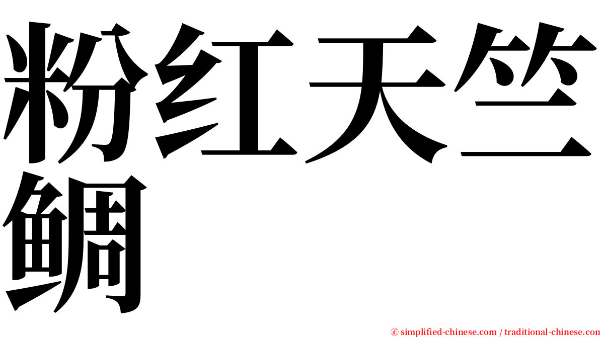 粉红天竺鲷 serif font