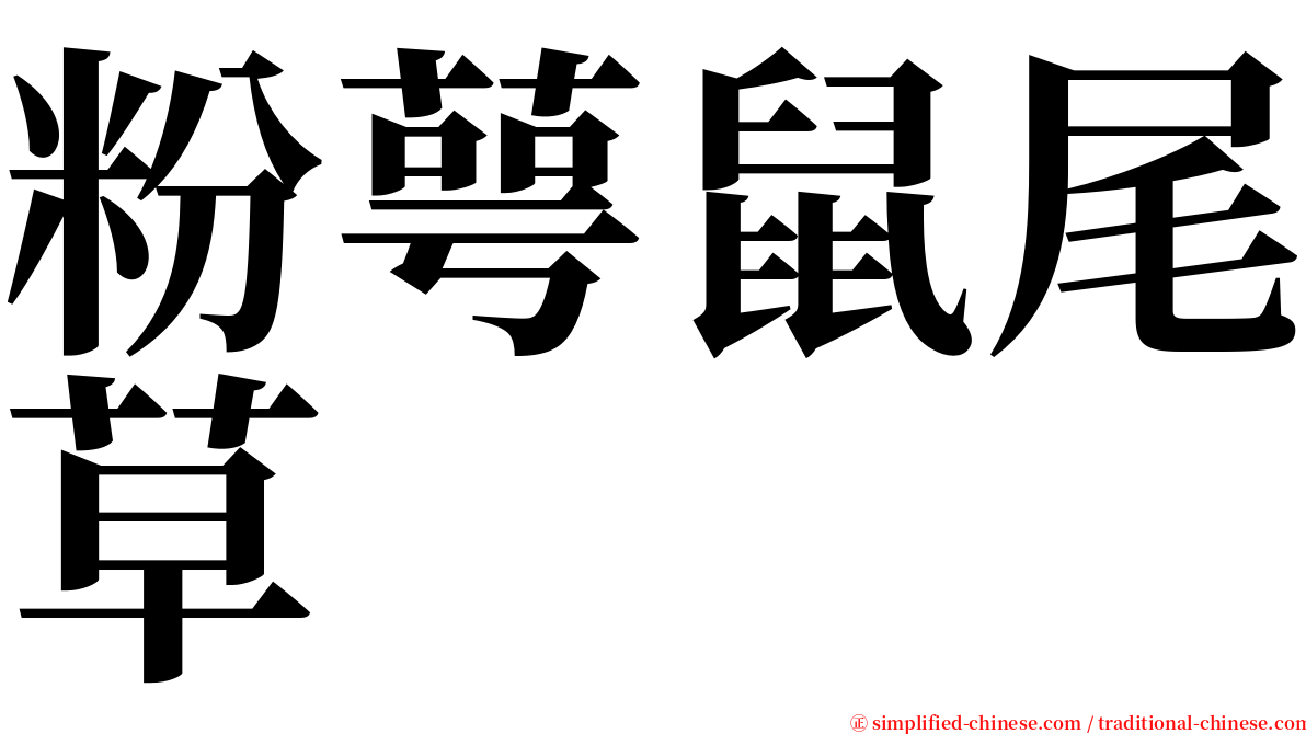 粉萼鼠尾草 serif font