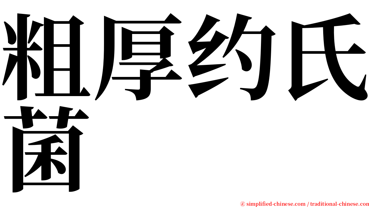 粗厚约氏菌 serif font