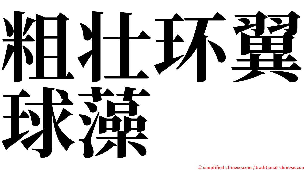 粗壮环翼球藻 serif font