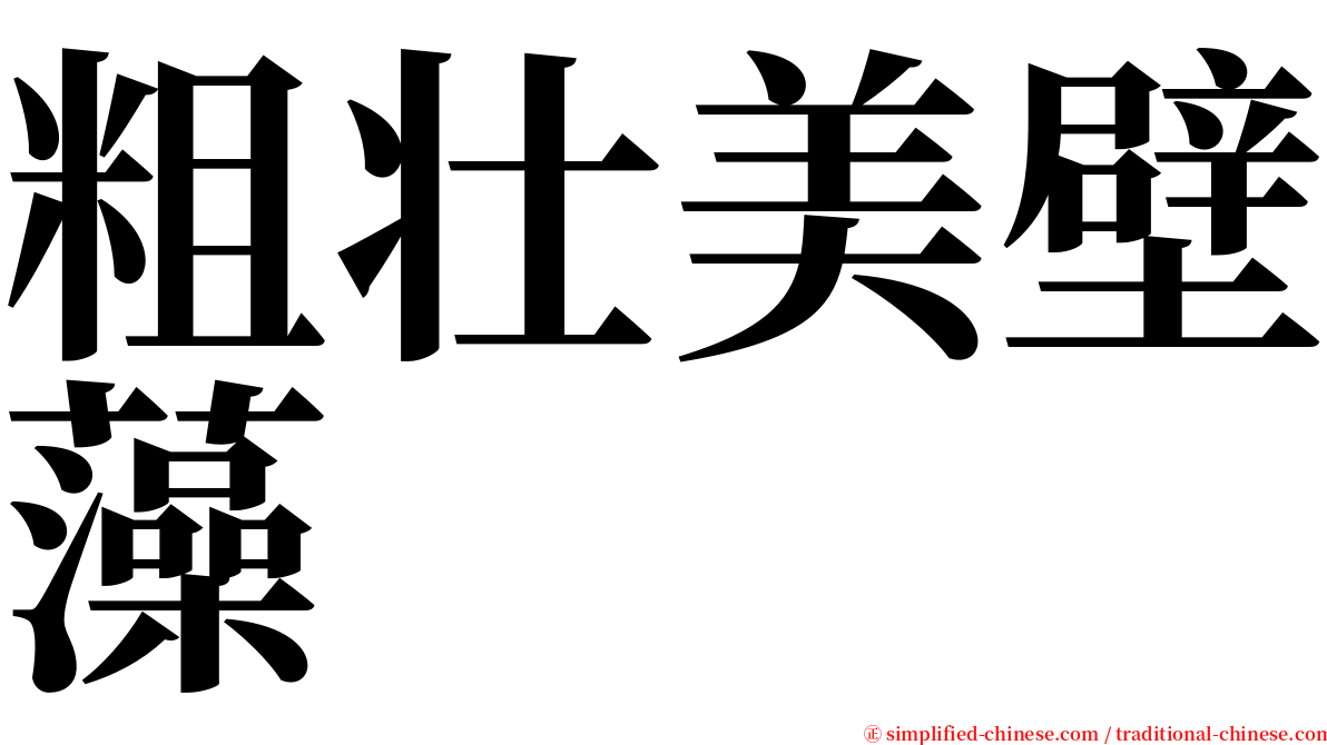 粗壮美壁藻 serif font