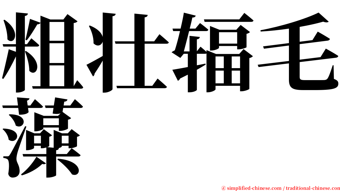 粗壮辐毛藻 serif font