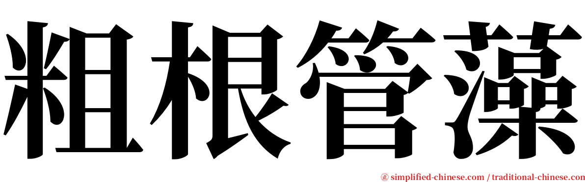 粗根管藻 serif font