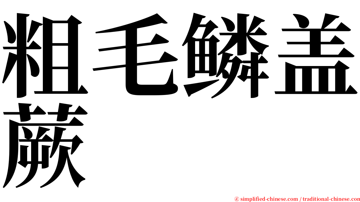 粗毛鳞盖蕨 serif font