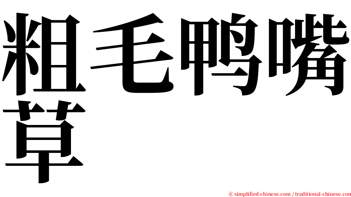 粗毛鸭嘴草 serif font