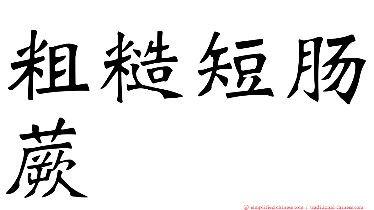 粗糙短肠蕨