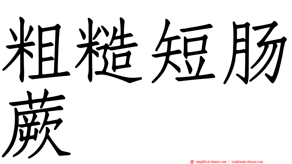 粗糙短肠蕨