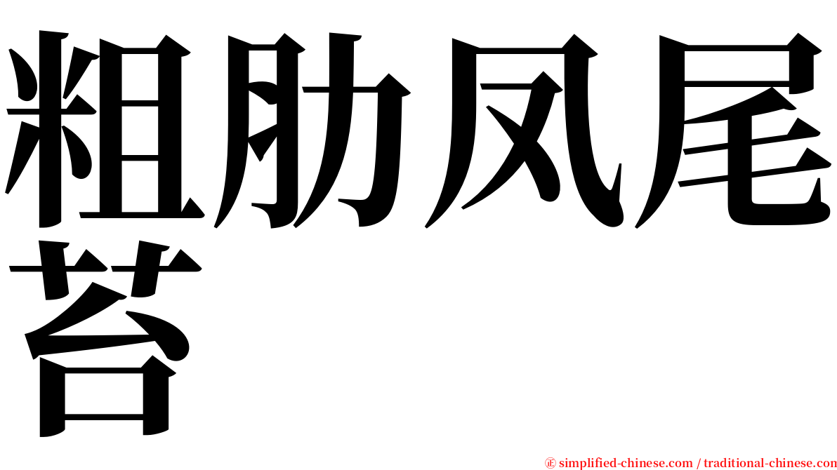 粗肋凤尾苔 serif font