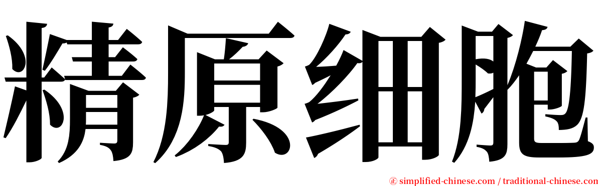 精原细胞 serif font