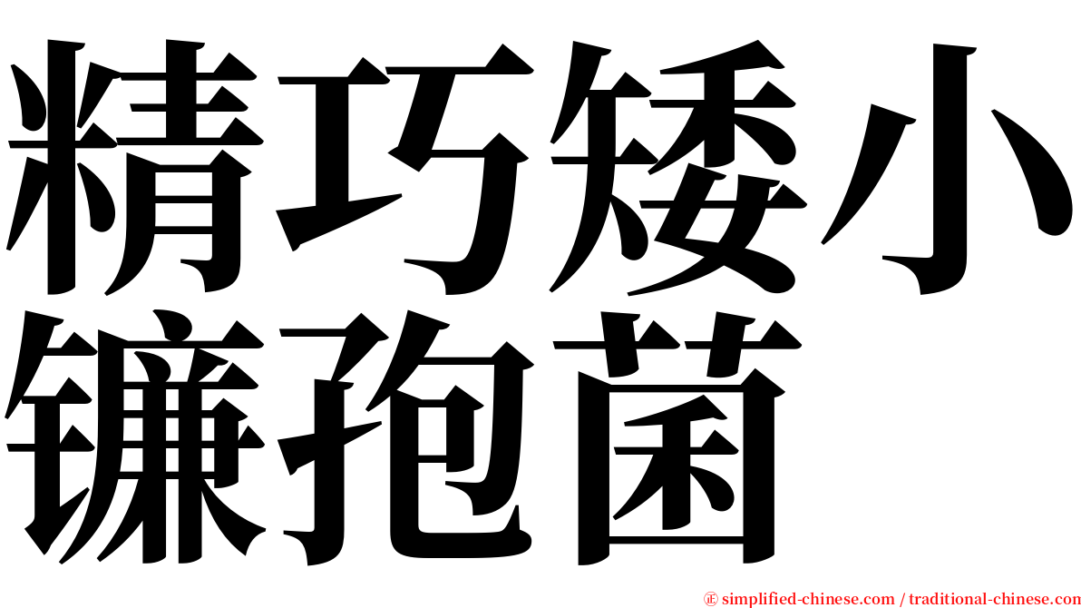 精巧矮小镰孢菌 serif font