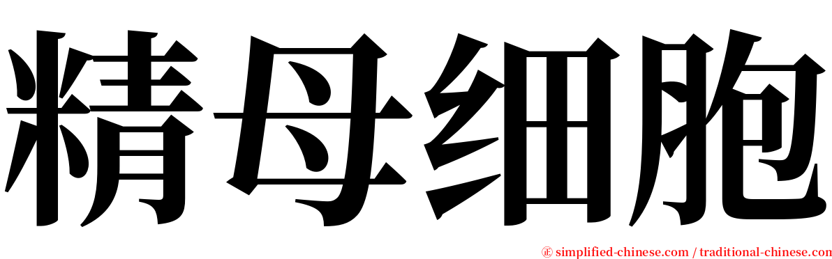 精母细胞 serif font