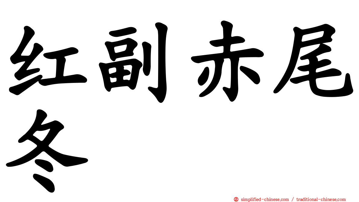 红副赤尾冬