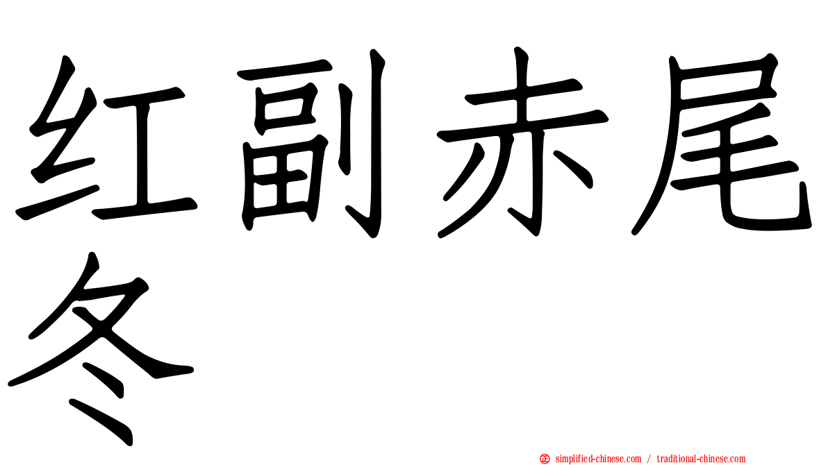 红副赤尾冬