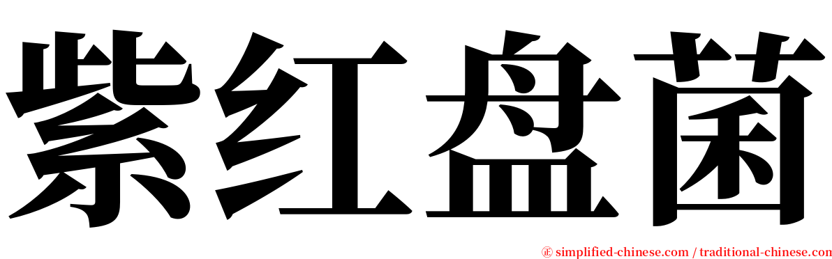 紫红盘菌 serif font