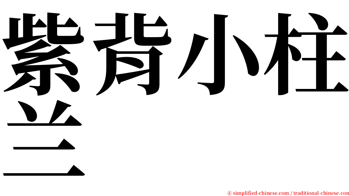 紫背小柱兰 serif font