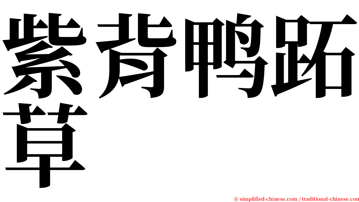 紫背鸭跖草 serif font