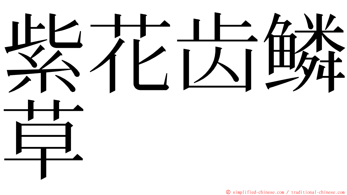 紫花齿鳞草 ming font