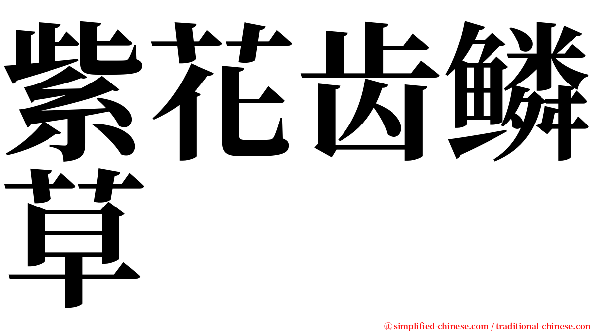 紫花齿鳞草 serif font