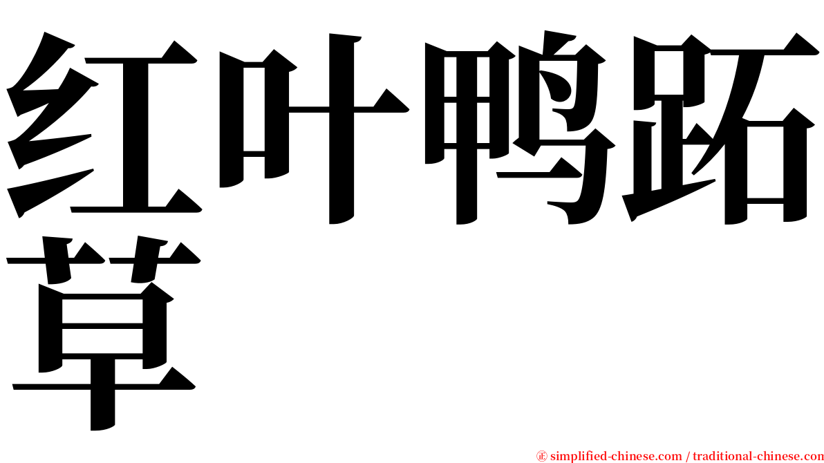 红叶鸭跖草 serif font