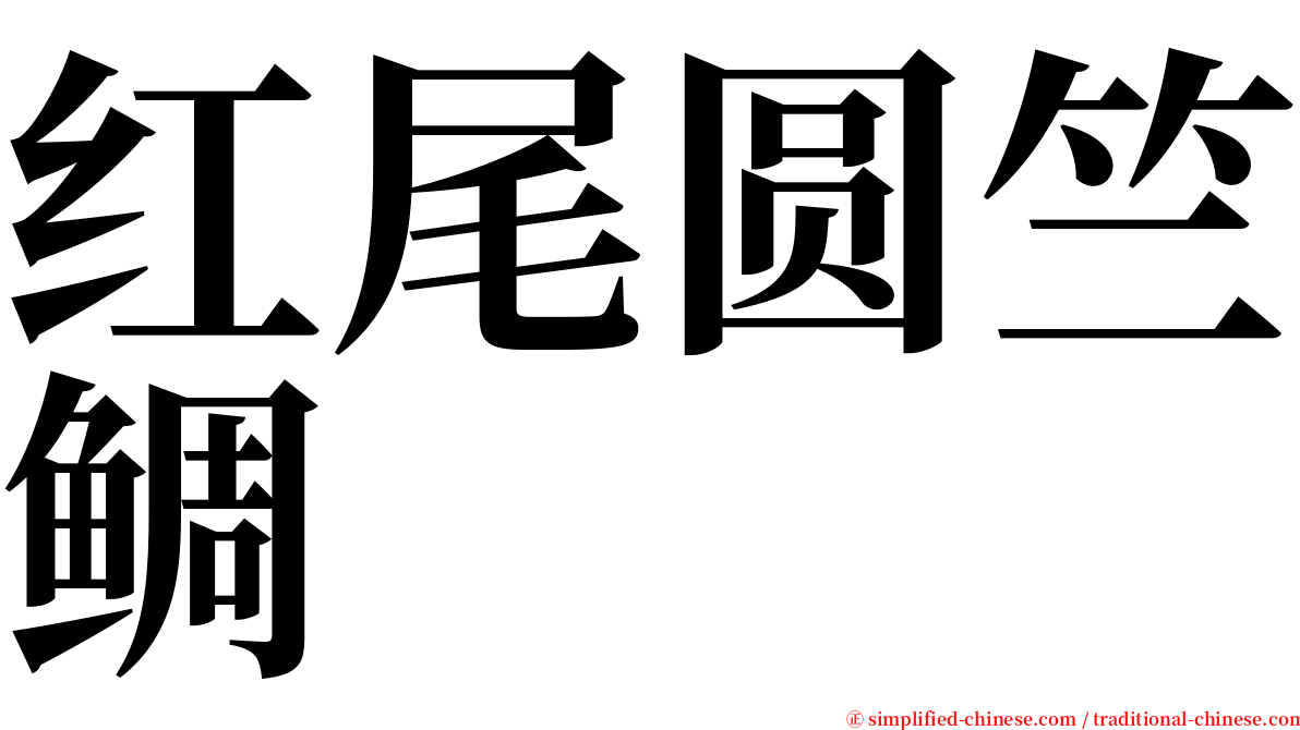 红尾圆竺鲷 serif font