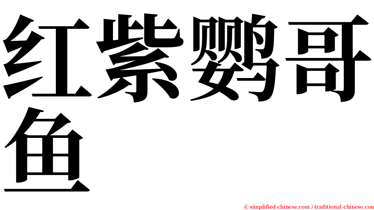 红紫鹦哥鱼 serif font