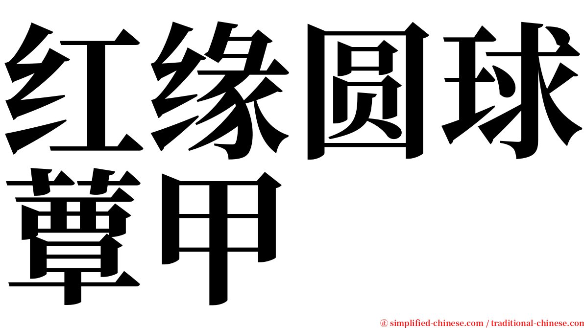 红缘圆球蕈甲 serif font