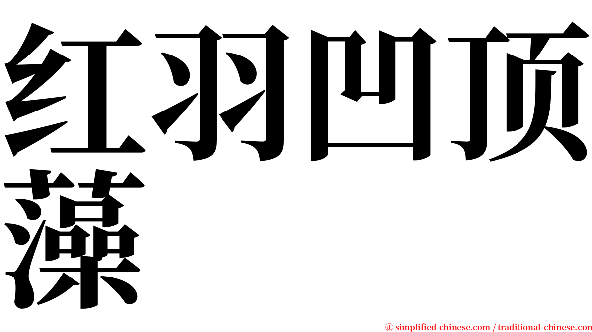 红羽凹顶藻 serif font