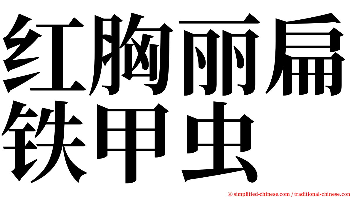 红胸丽扁铁甲虫 serif font