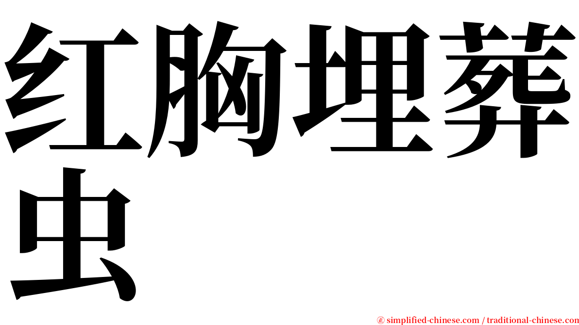 红胸埋葬虫 serif font