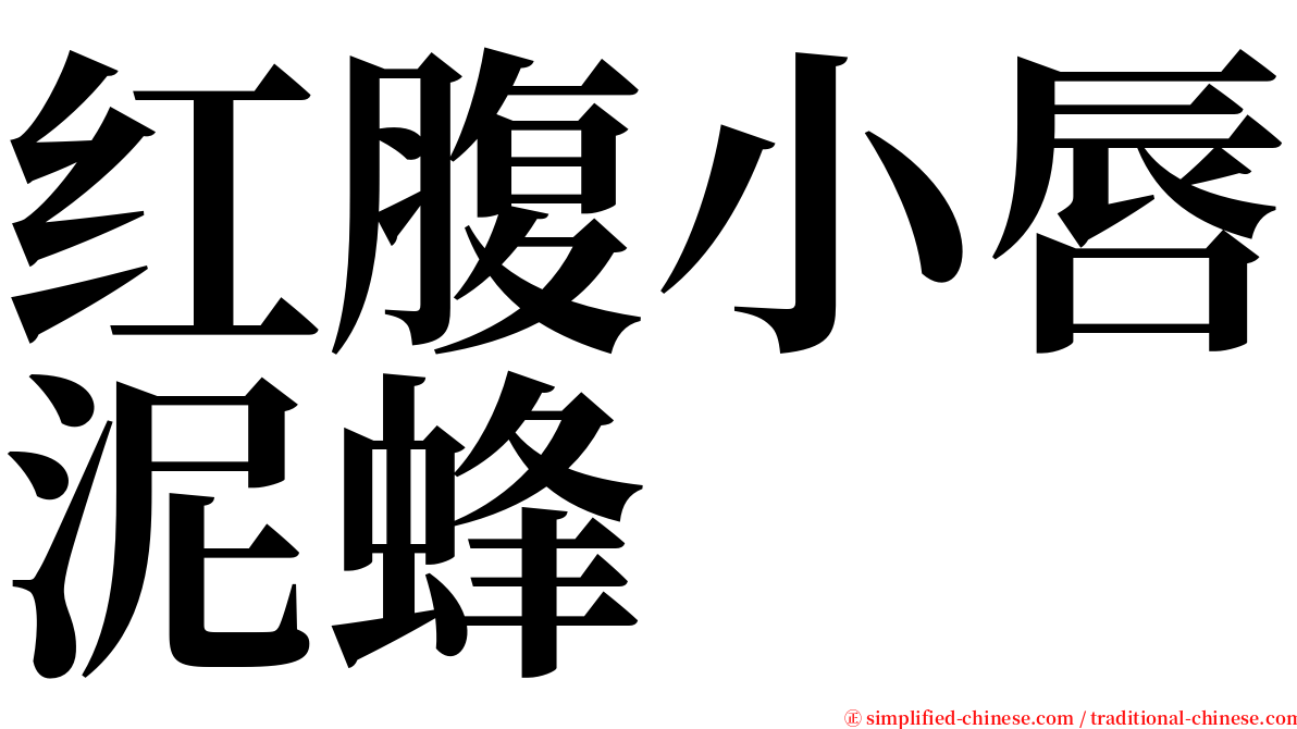 红腹小唇泥蜂 serif font