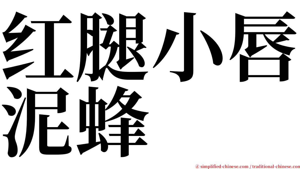 红腿小唇泥蜂 serif font