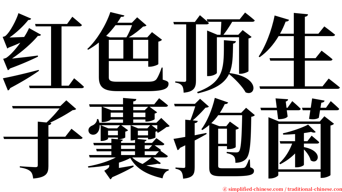 红色顶生子囊孢菌 serif font
