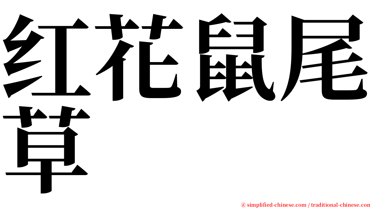 红花鼠尾草 serif font