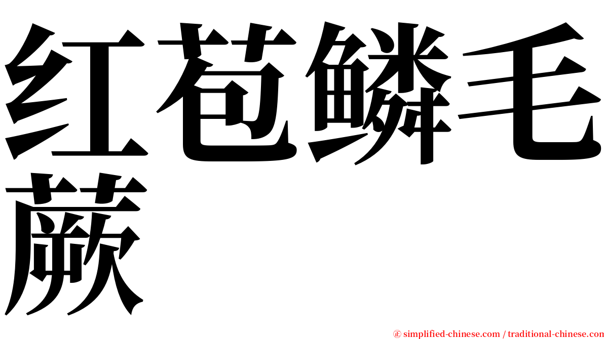 红苞鳞毛蕨 serif font