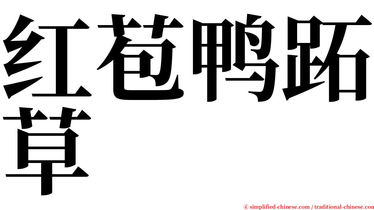 红苞鸭跖草 serif font