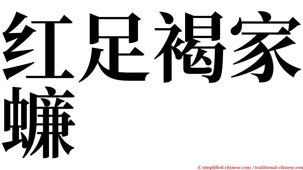 红足褐家蠊 serif font