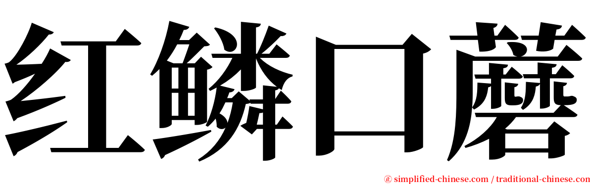 红鳞口蘑 serif font