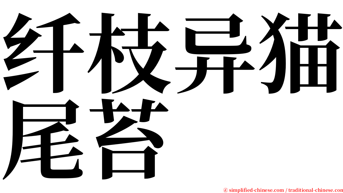 纤枝异猫尾苔 serif font