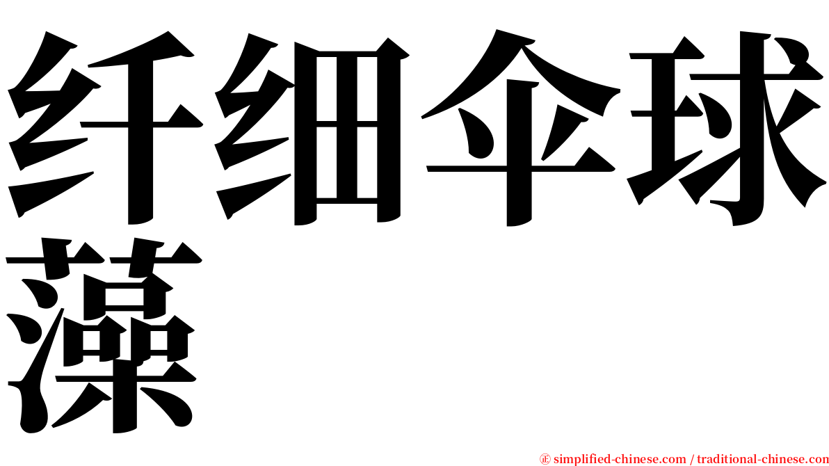 纤细伞球藻 serif font