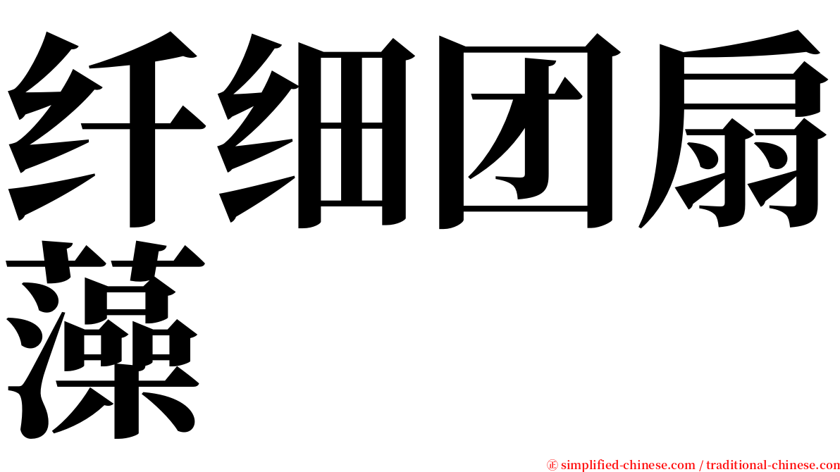 纤细团扇藻 serif font