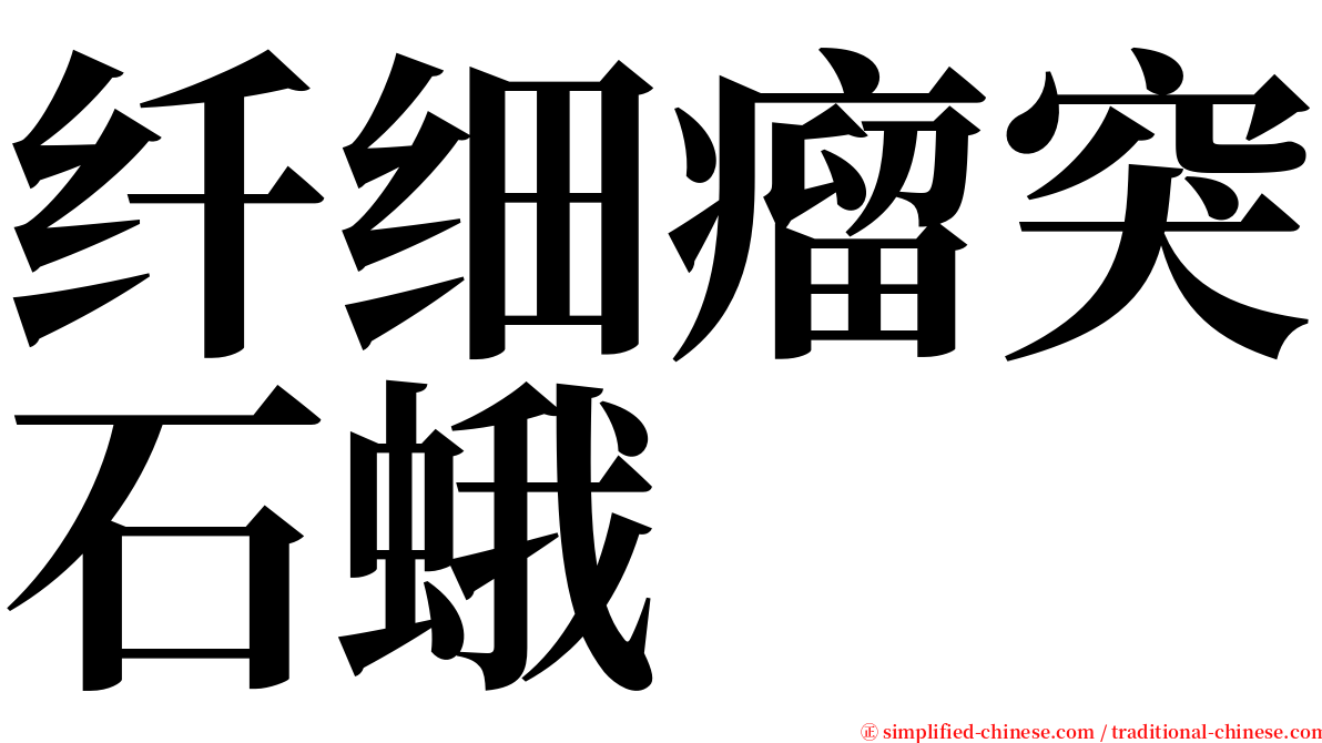 纤细瘤突石蛾 serif font