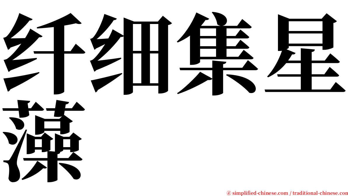 纤细集星藻 serif font