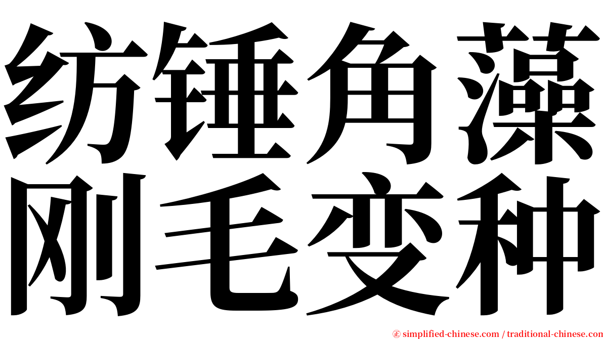 纺锤角藻刚毛变种 serif font