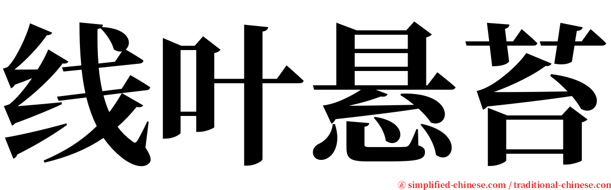 线叶悬苔 serif font