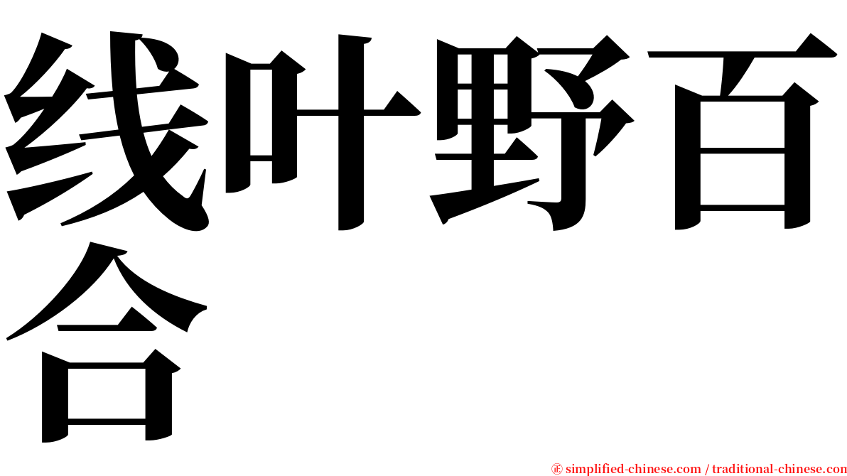 线叶野百合 serif font